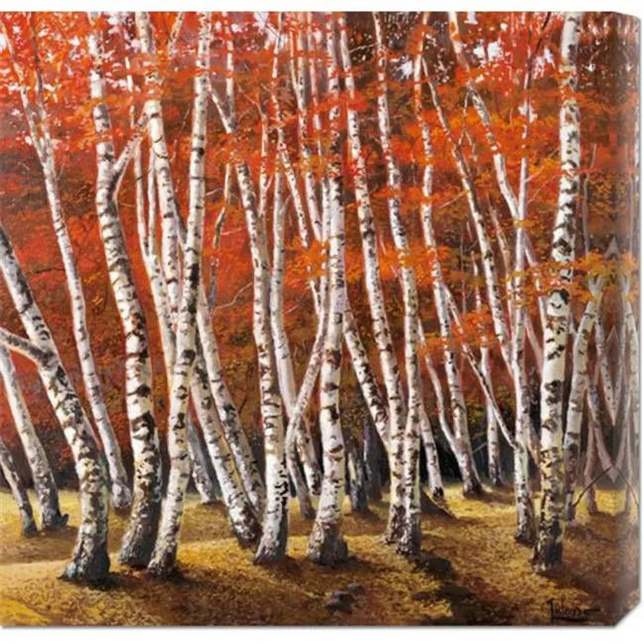 Adriano Galasso 'Bosco di betulle I' Sizetretched Canvas