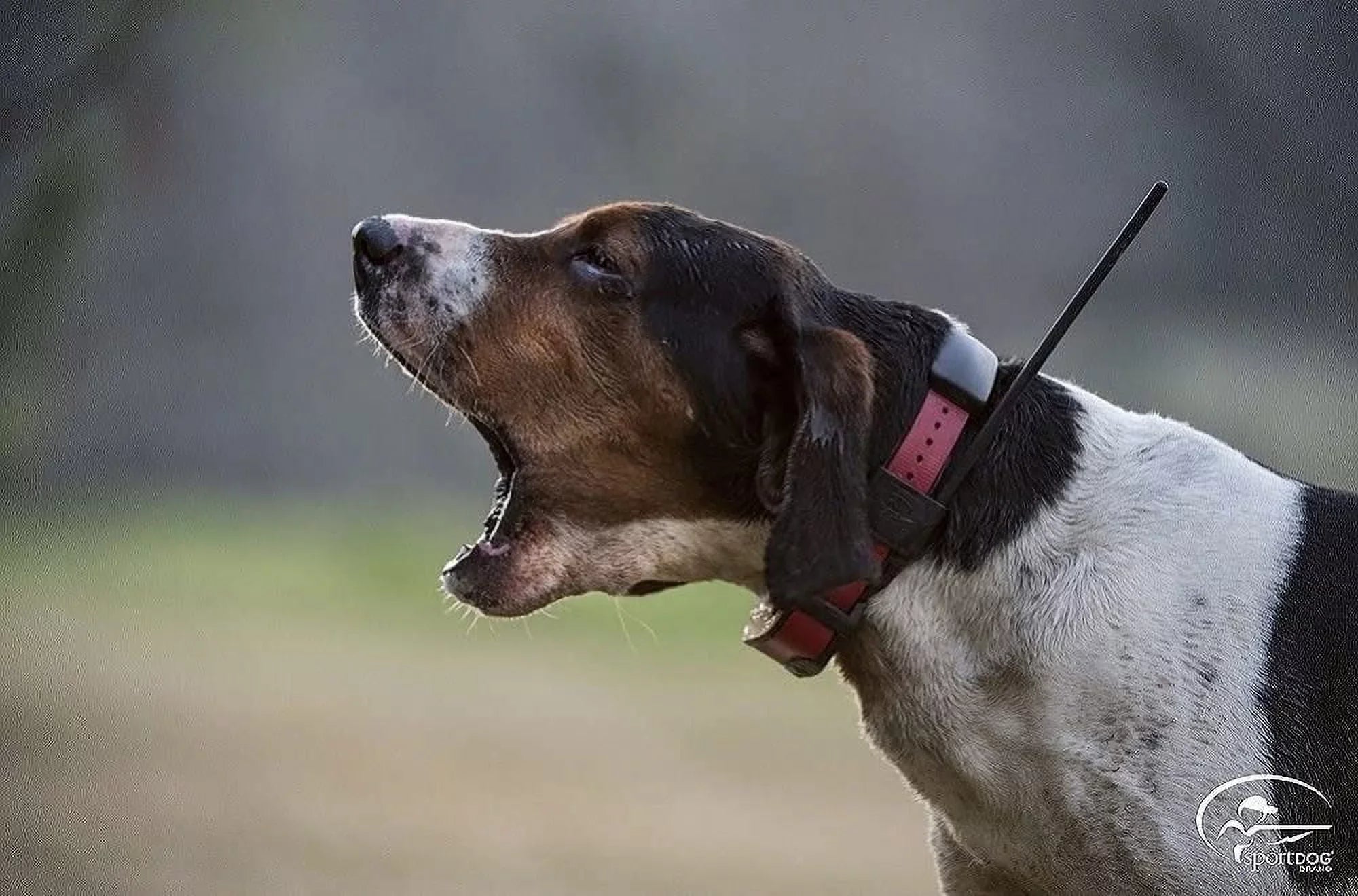 SizeportDOG Brand® TEK Sizeeries 2.0 GPSize + E-Collar